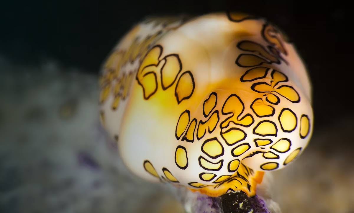Mollusks
