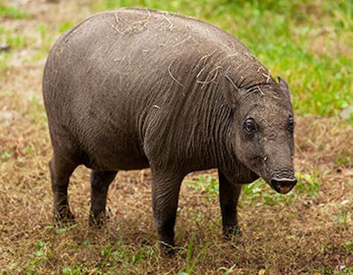 Babirusa (Babirousa babyrussa)