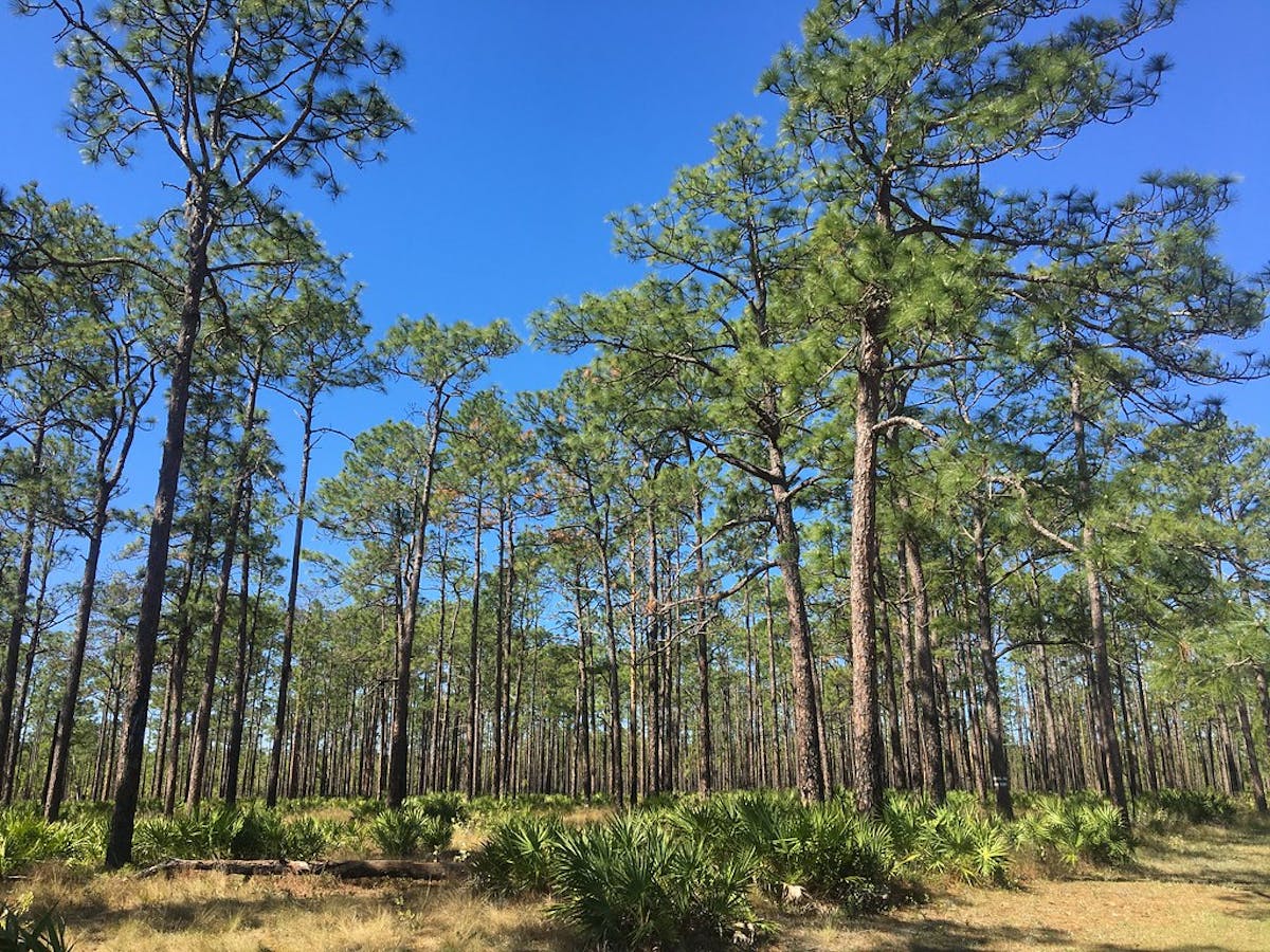 Southeast US Savannas & Forests