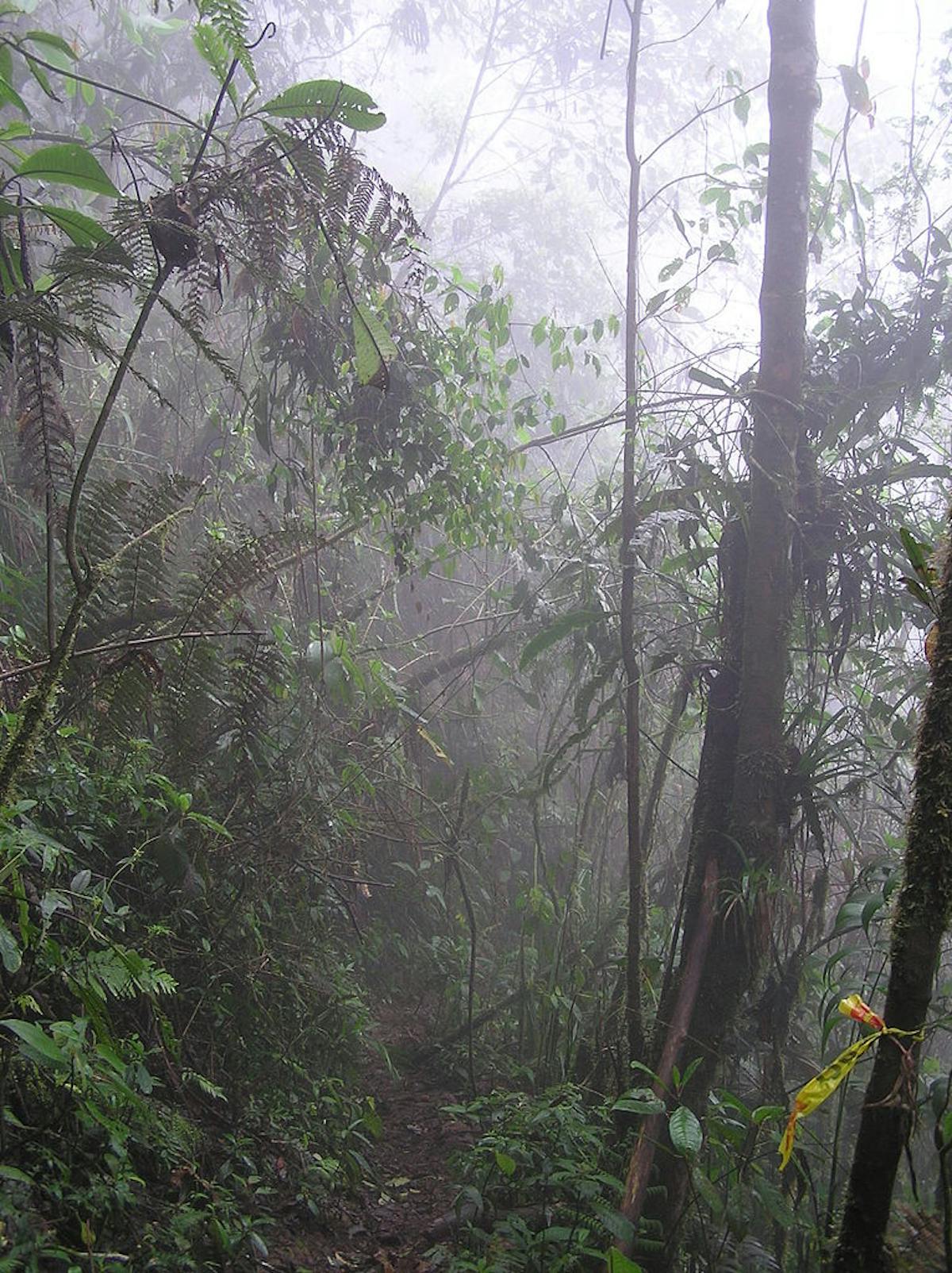 Central American Isthmian & Colombian Coastal Forests (NT24)