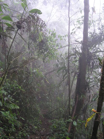 Central American Isthmian & Colombian Coastal Forests (NT24)