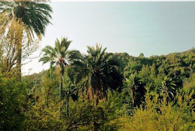 Chilean Matorral Shrublands & Savanna (NT6)