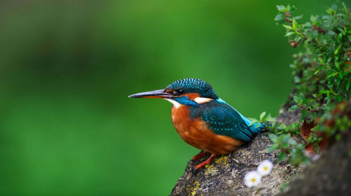 Birds