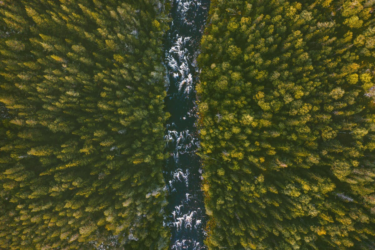 Scandinavia & West Boreal Forests