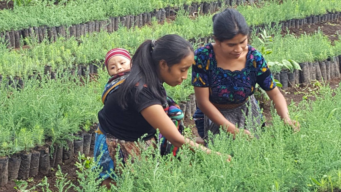 Improving Human and Environmental Health Through Indigenous, Women-led Regenerative Farming and Reforestation in Guatemala