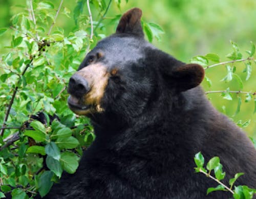 American black bear (Ursus americanus)