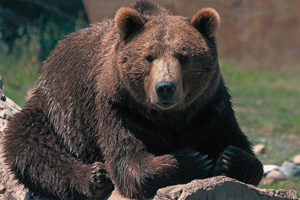 Grizzly bear in Bozeman, Montana. Image Credit: Walt Snover from Getty Images Pro via Canva Pro.