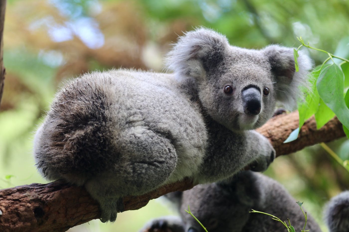 Protecting a Pocket Population of Endangered Koalas in Australia