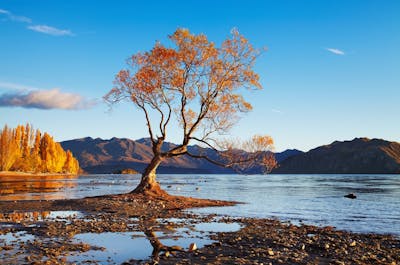 New Zealand (AU1)