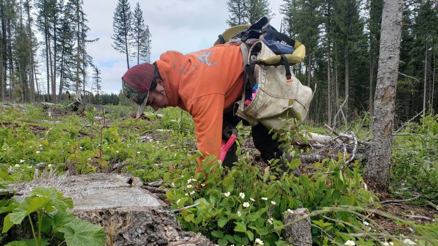 Enhancing Forest Resilience through the Mother Tree Project in British Columbia