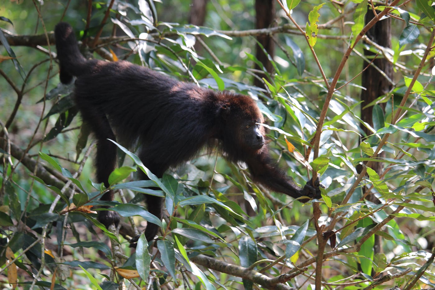 Protecting Belize’s Biodiversity and Enhancing Community Livelihoods through Women-led Conservation