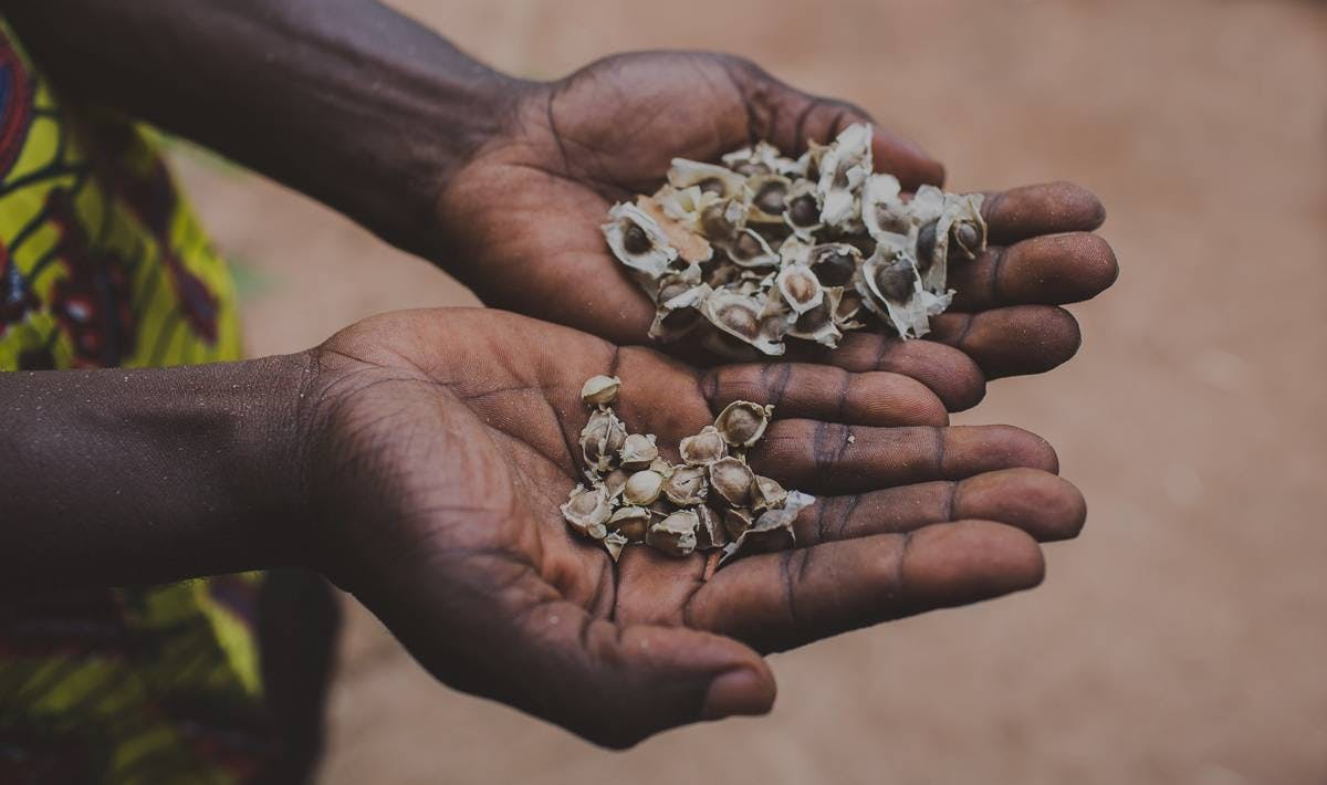 Seed Diversity