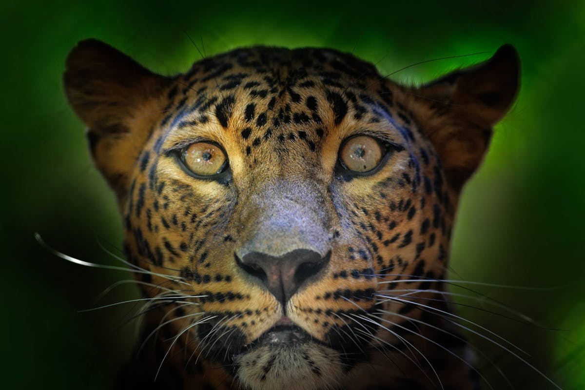 Mammals