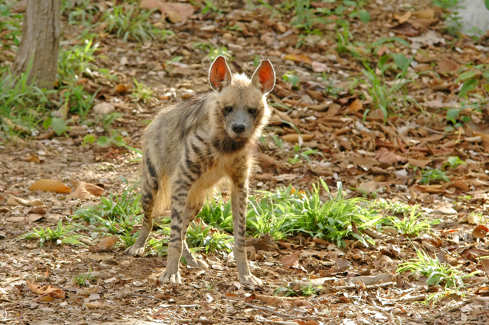 Striped hyena. Image Credit: © Anankkml, Dreamstime.
