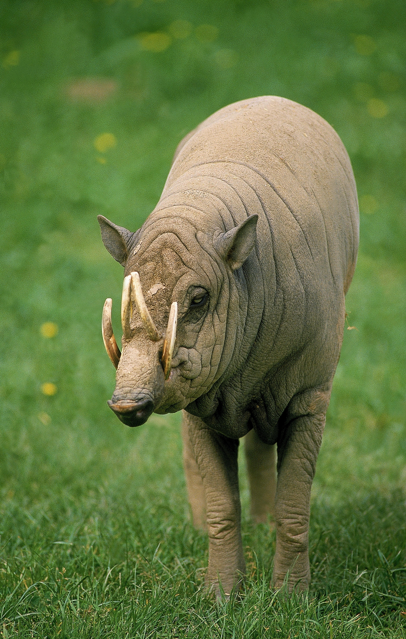 Babirusa. Image Credit: © Slowmotiongli, Dreamstime.