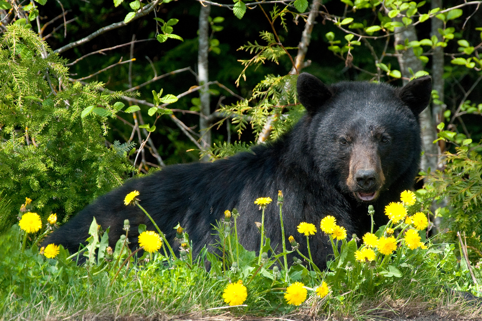 A black bear lounging in a bed of wildflowers in Whistler, British Columbia, Canada. Image Credit: © Vacclav, Dreamstime.