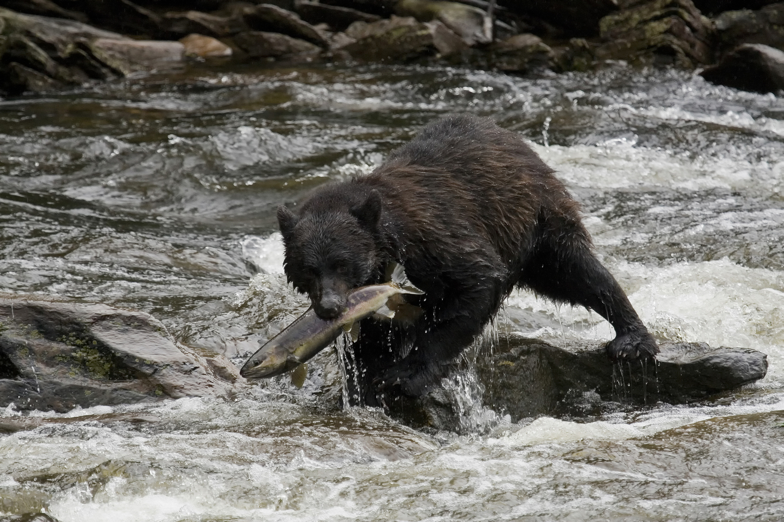 An American black bear catching fish in Alaska. Image Credit: © Sorin Colac, Dreamstime.