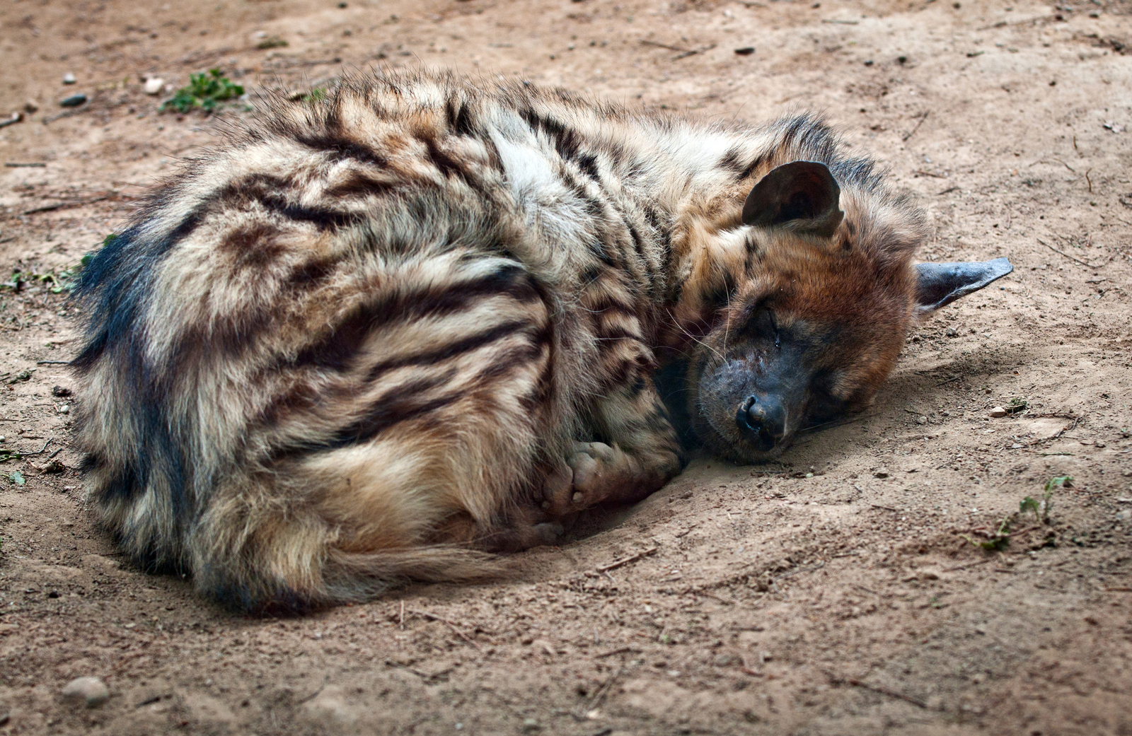 Sleeping striped hyena. Image Credit: © Fotokon, Dreamstime.