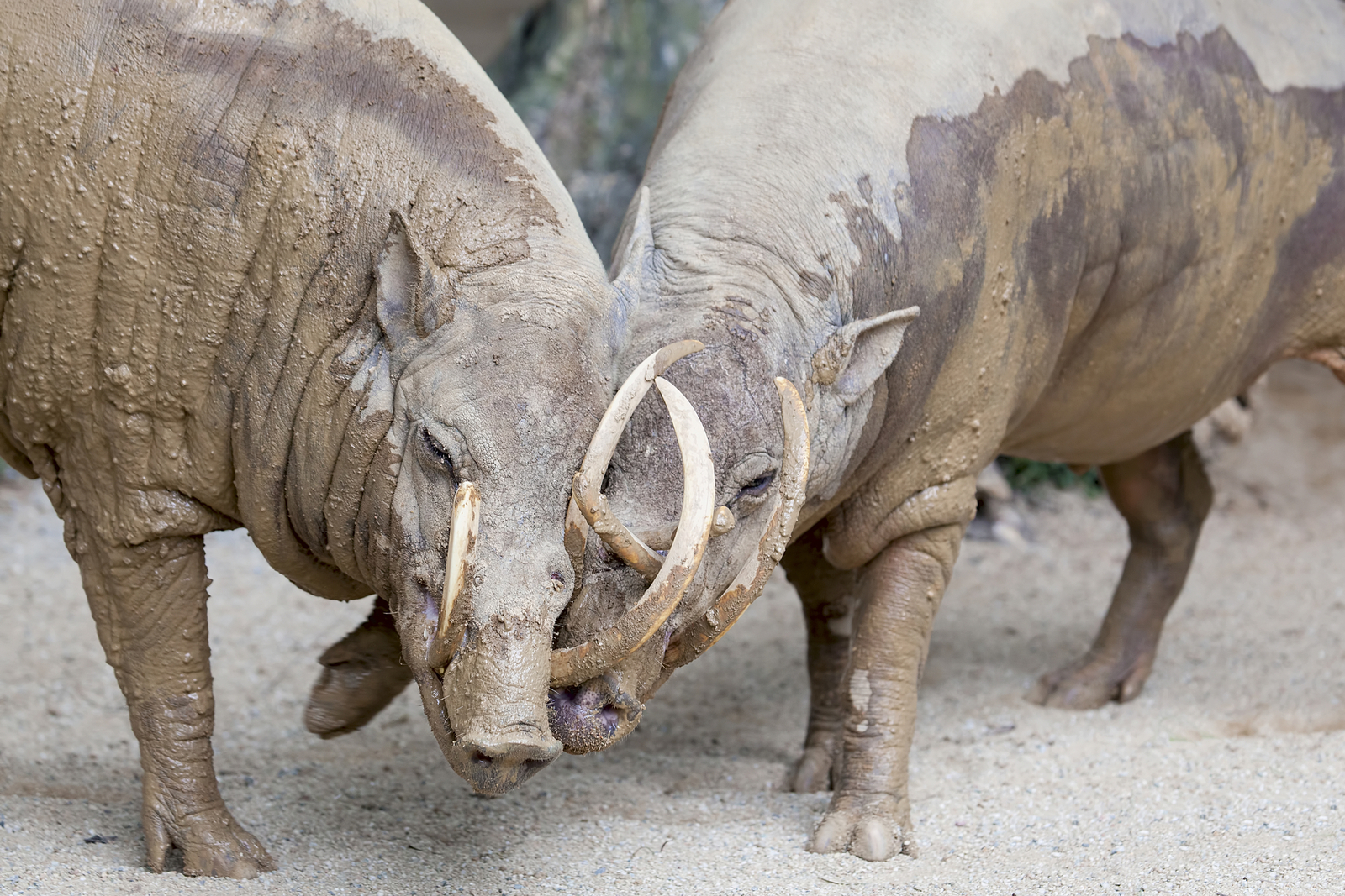 Babirusa. Image Credit: © Jpldesigns, Dreamstime.