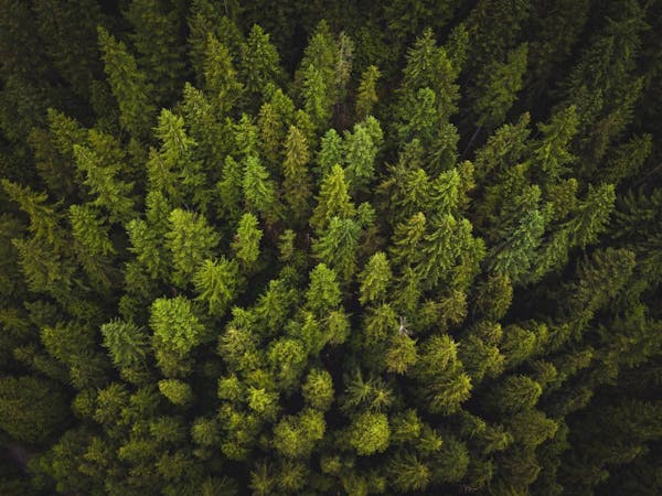 Forest Recovery
