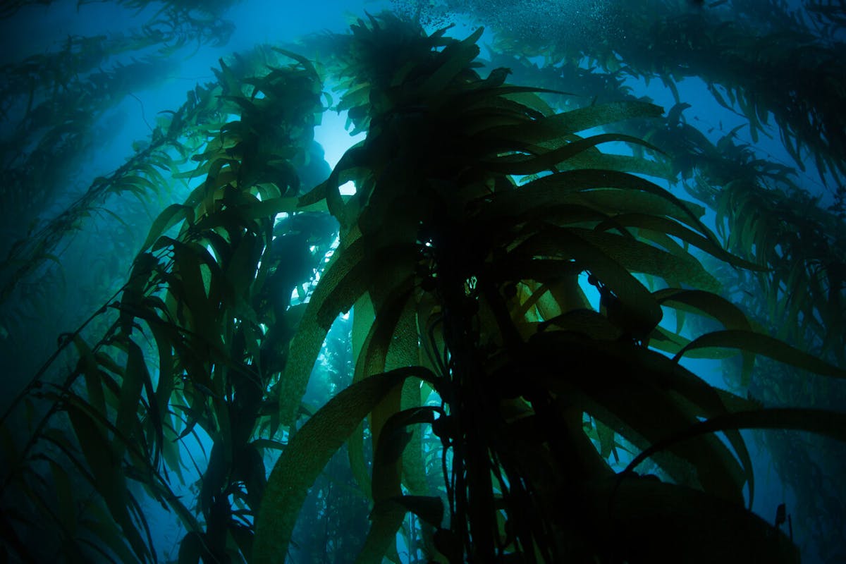 Ocean Conservation