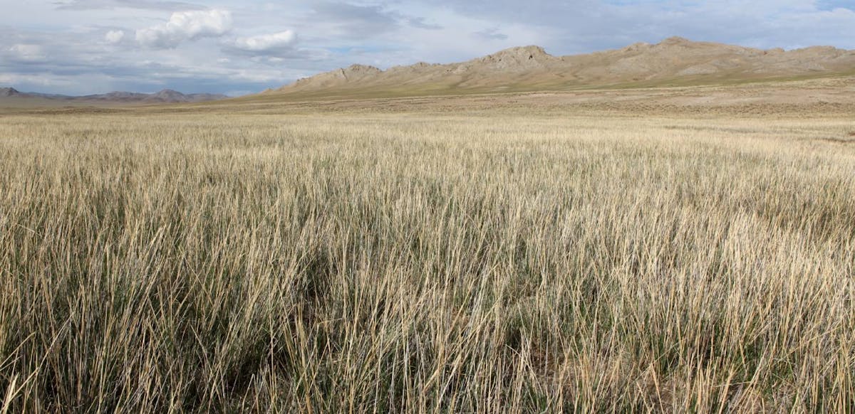 Mongolian Grasslands