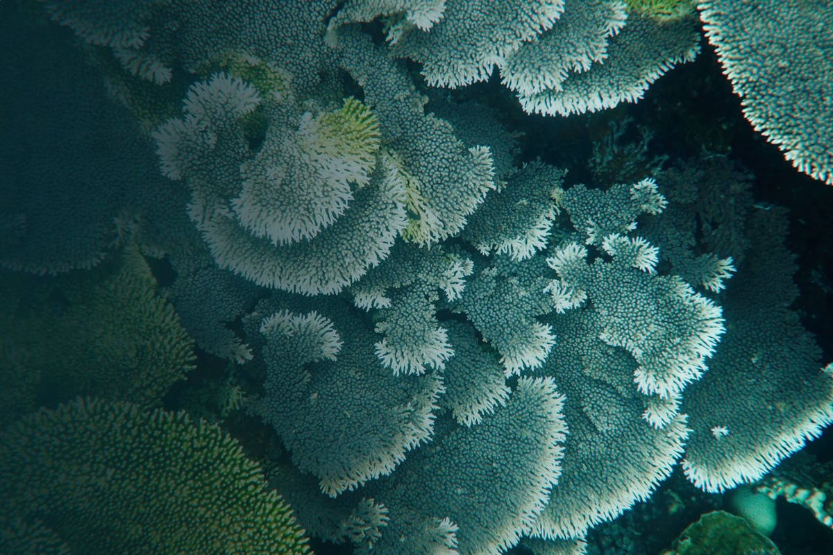 Coastal Restoration