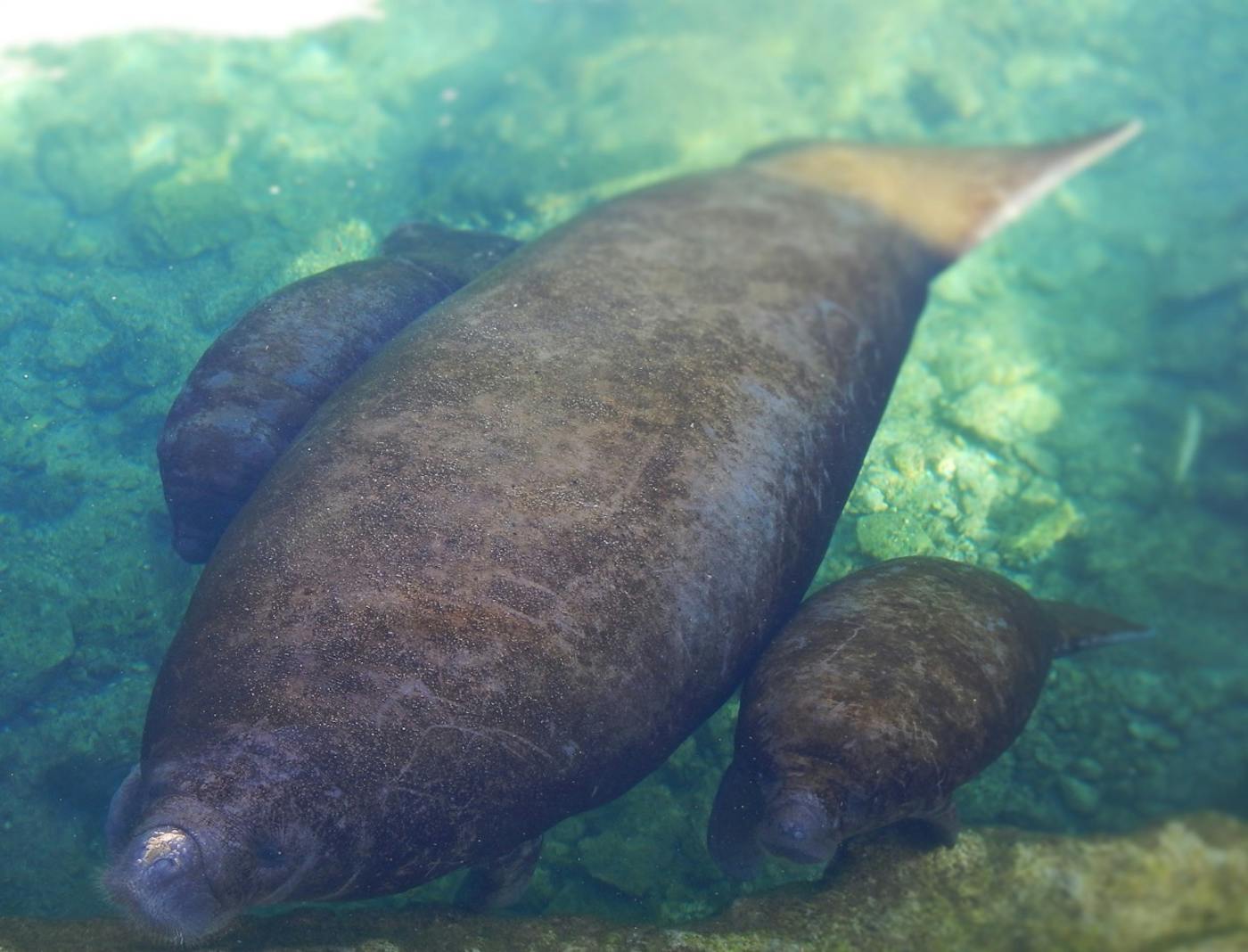 Creating a Network of Latin American Communities for Manatee Conservation