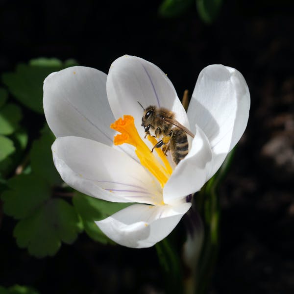 Urban gardens provide an abundant food supply for crucial pollinators