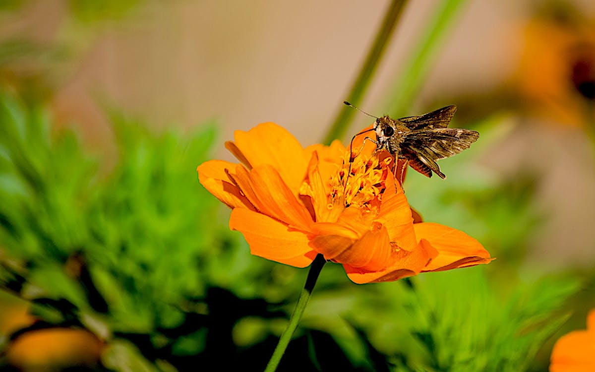Pollinators
