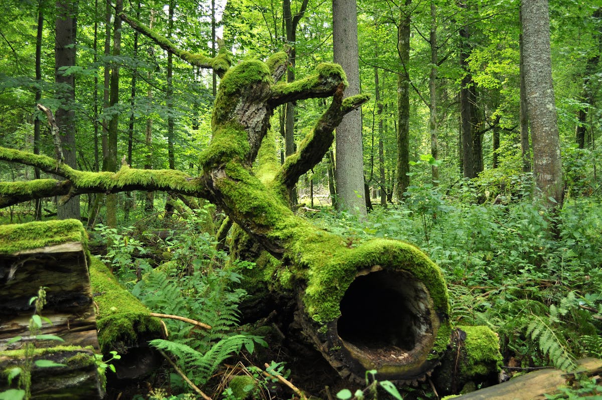 Greater European Forests
