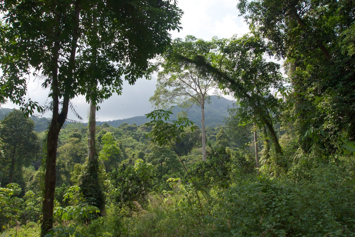 Tropical & Subtropical Forests