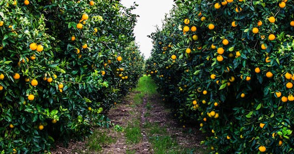 Farm Afforestation