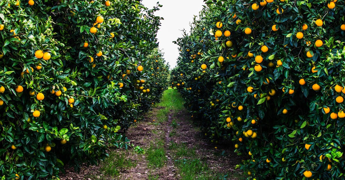 Farm Afforestation