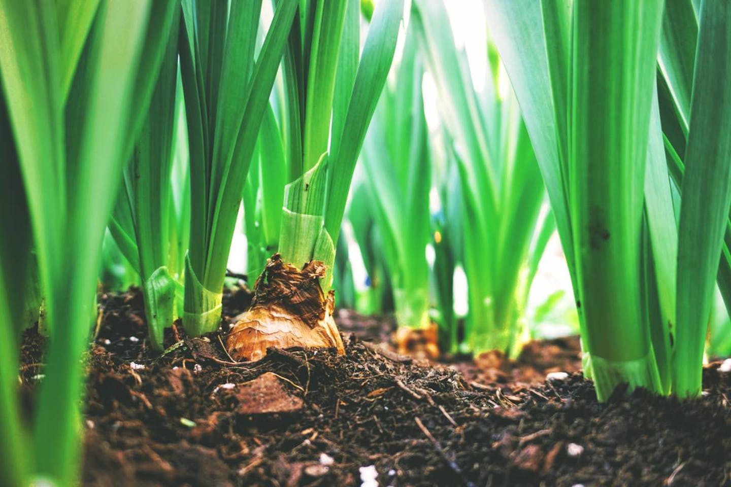 Regenerative Agriculture and Food Systems