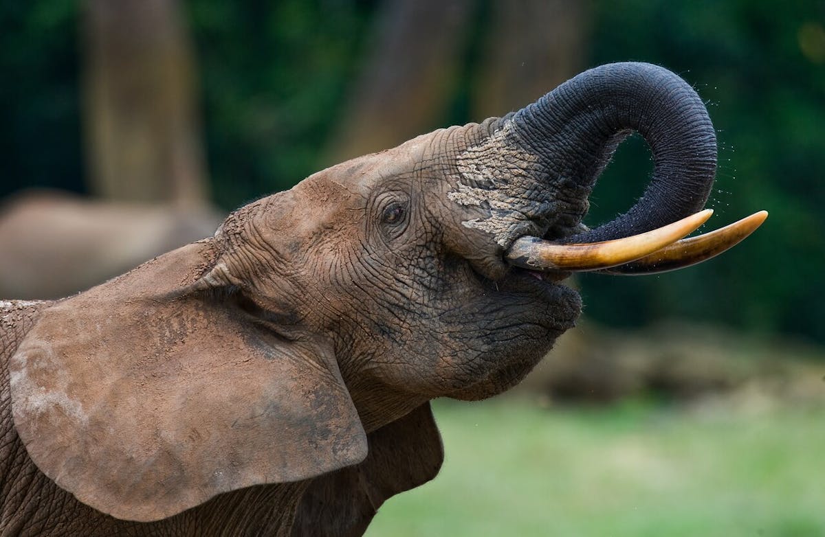 Iconic Species