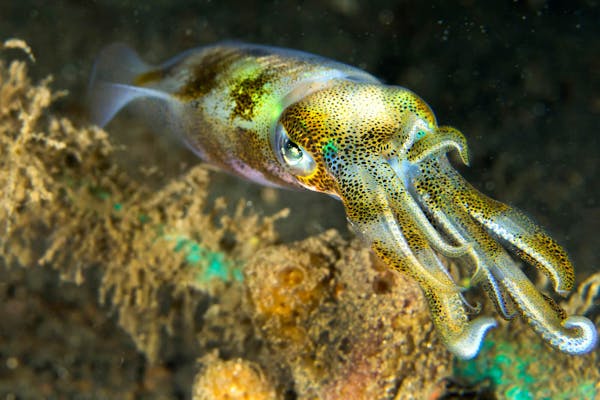 Biological Diversity