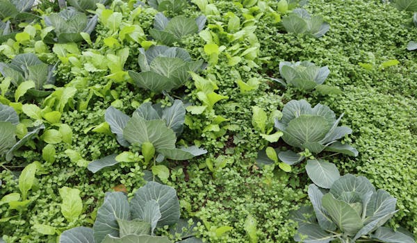 Polyculture
