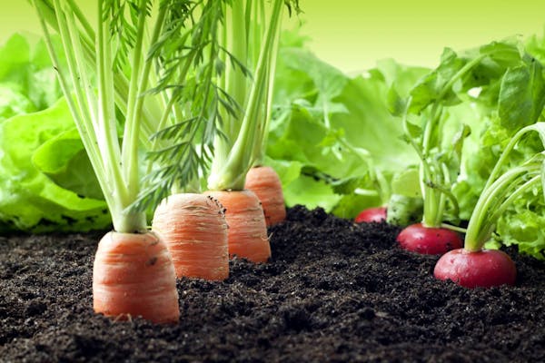 Urban Gardening