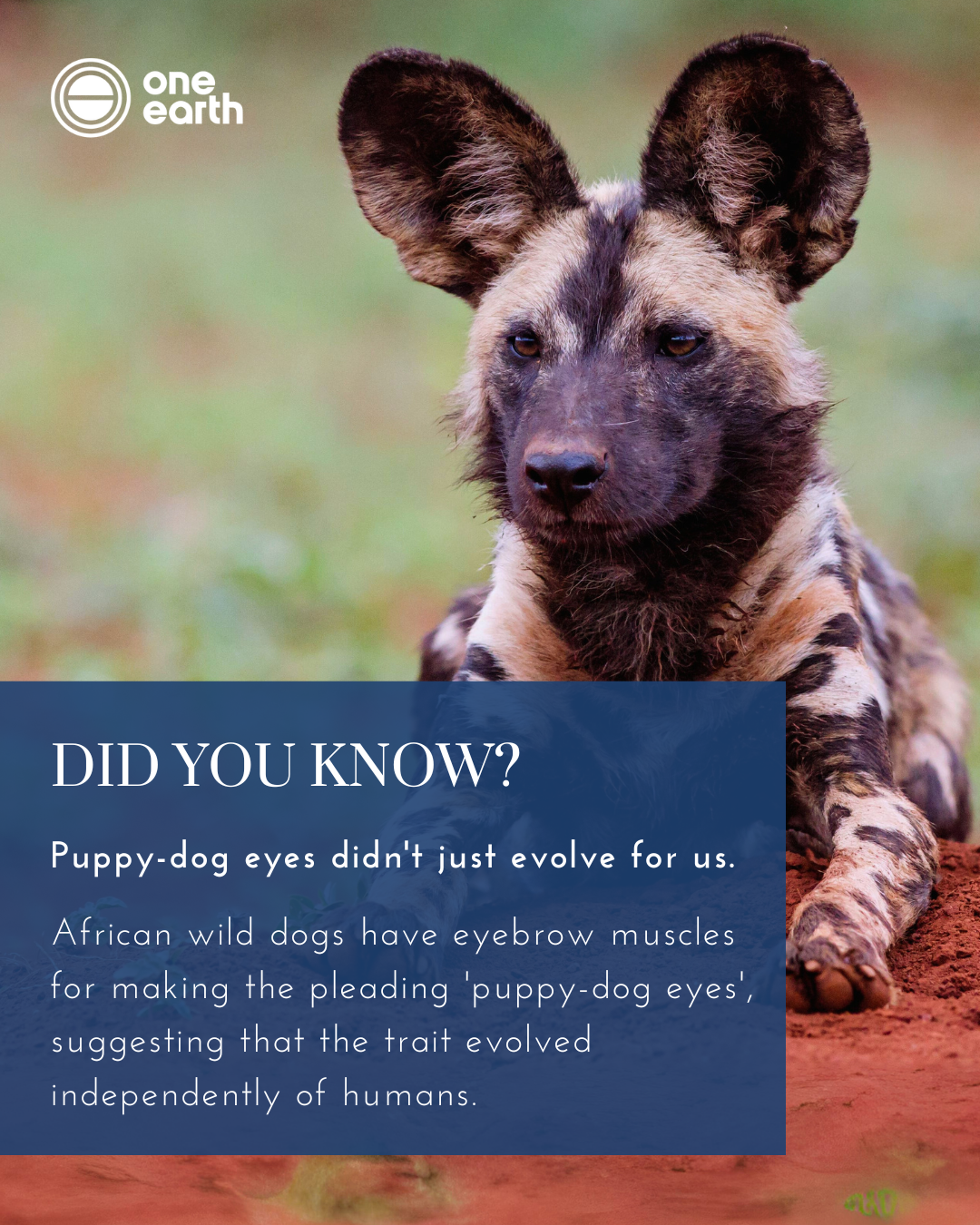 Comparative anatomist Heather Smith and her colleagues made this finding in 2019. The study was published in The Anatomical Record.