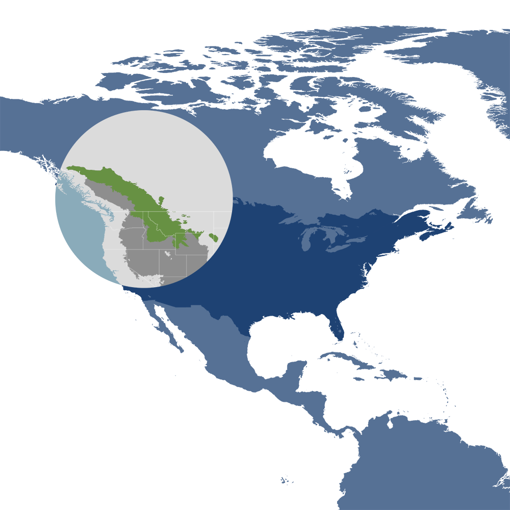 Greater Rockies & Mountain Forests Bioregion (NA13). Image Credit: One Earth.